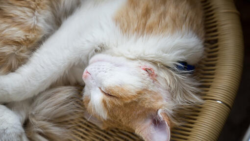 Cat Abscesses Causes Signs Treatment Purina